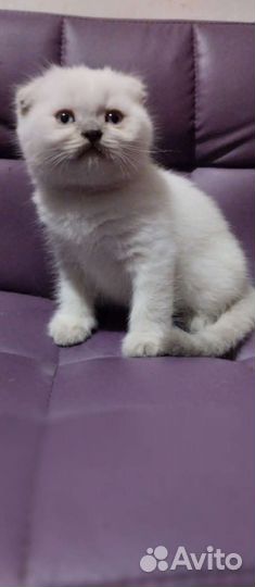 Детки плюшки