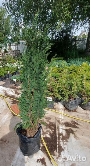 Кипарисовик Лавсона Колумнарис 100-110см