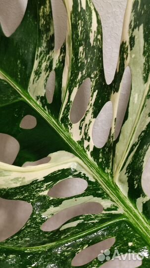 Монстера вариегатная делициоза Альба