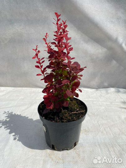 Барбарис Тунберга