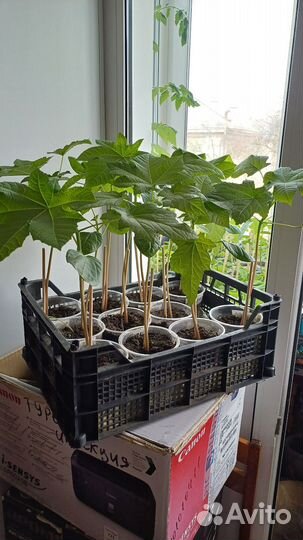 Клещевина рассада