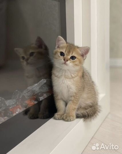 Домашние животные кошки