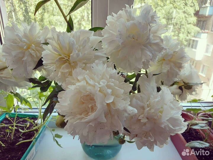 Пионы сортовые саженцы