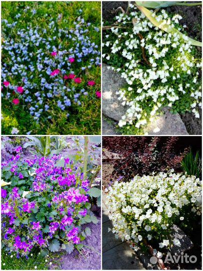 Многолетние садовые растения