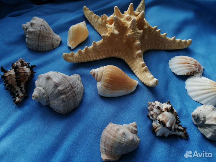 Морские ракушки раковины, морская звезда