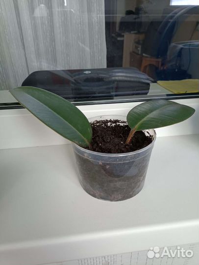 Фикус каучуконосный