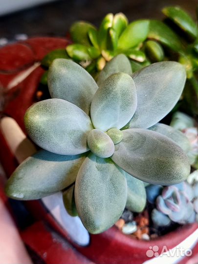 В вашу коллекцию