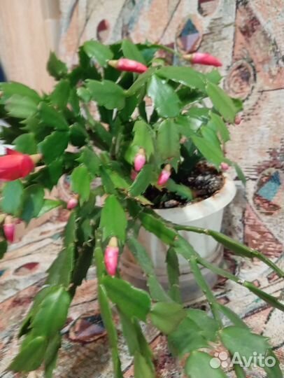 Декабрист/шлюмбергера