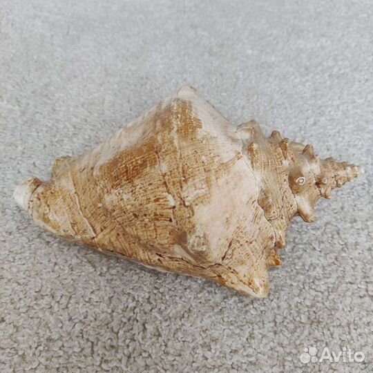 Ракушка морская большая