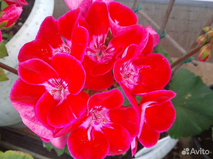 Пеларгония герань сортовая