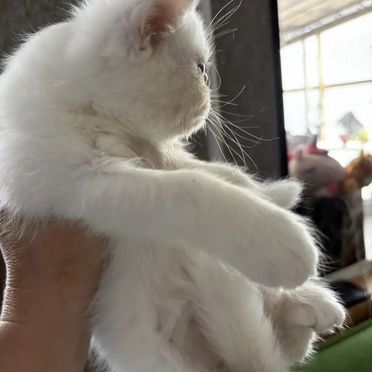 Экзотический короткошёрстный котёнок
