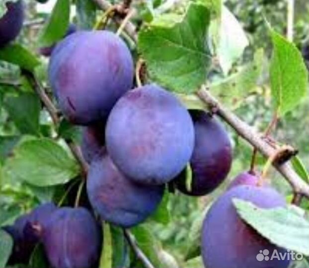 Саженцы сливы, клубники