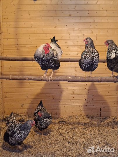 Инкубационное яйцо Виандот