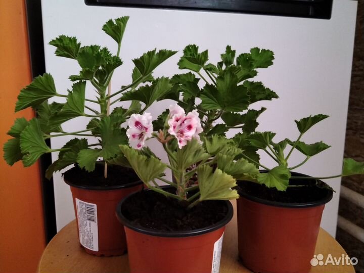 Пеларгония герань