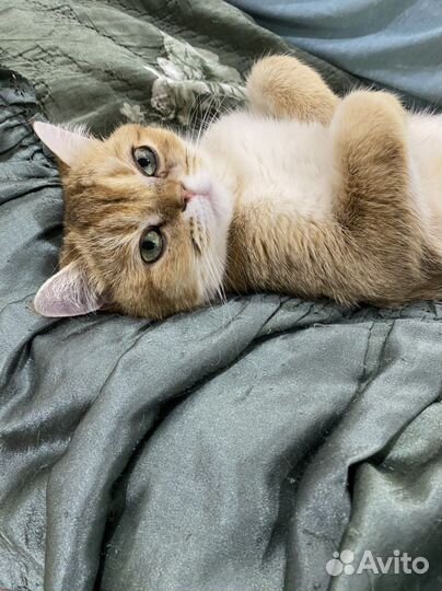 Шотландская кошка золотая шиншилла