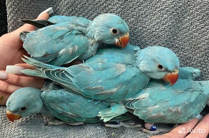 Выкормыши ожереловых попугаев