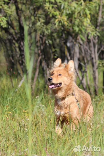 Щенок в добрые руки