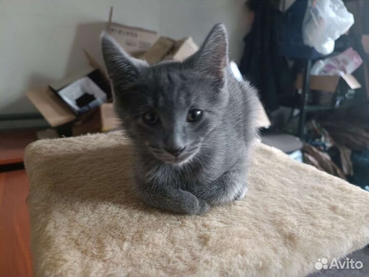 Котята серые 2ух месячные