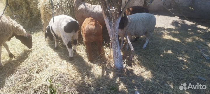 Ягненок (дорпер гиссар)мальчик