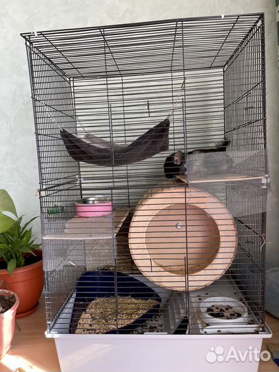 Две шиншиллы