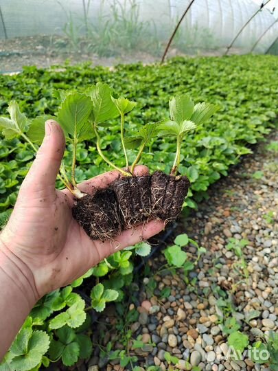 Рассада клубники Азия