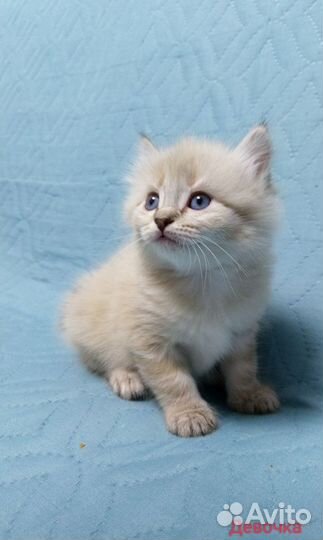 Невские маскарадные котята