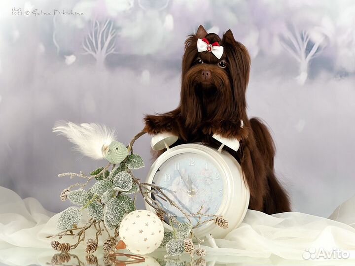 Шоколадный йорк жених