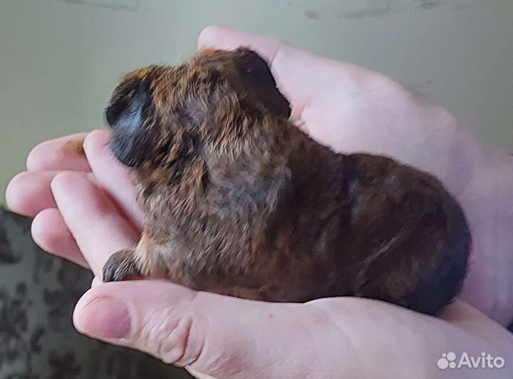 Морская свинка тексель