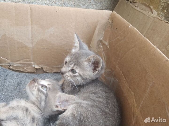 Котята в добрые руки