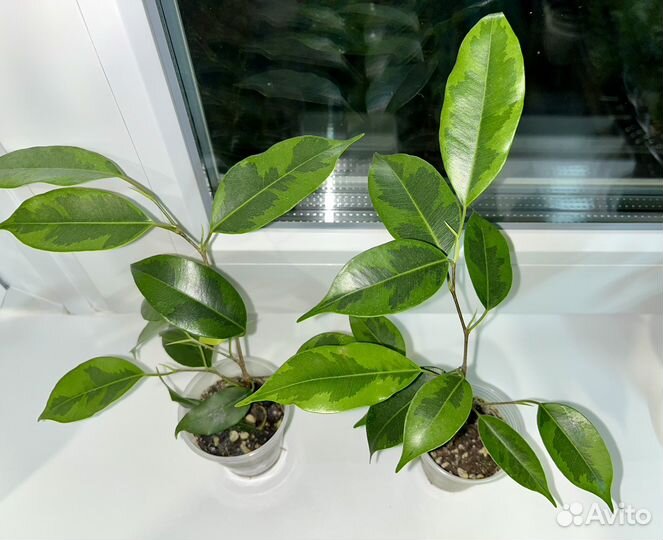 Фикус бенджамина Твилайт