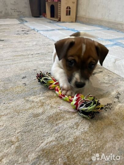 Щенки джек рассел терьер мальчик