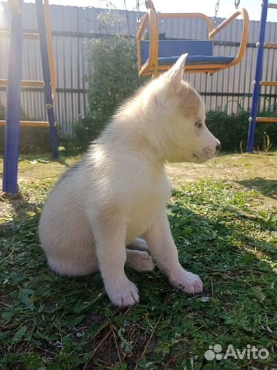 Щенки хаски