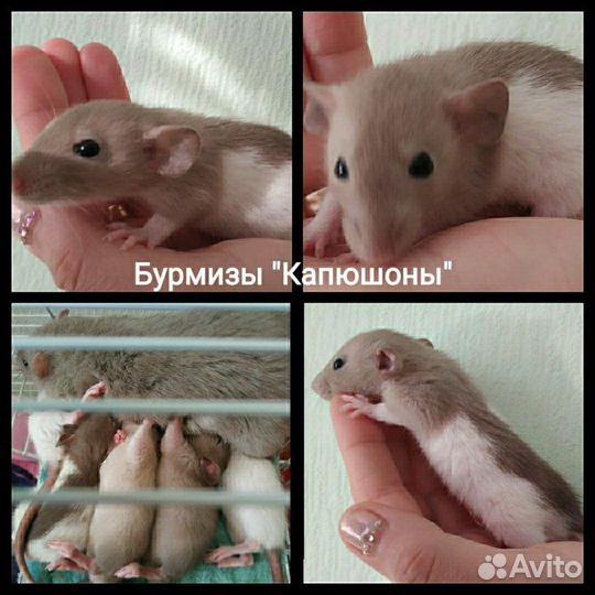 Крысята с ушами Дамбо