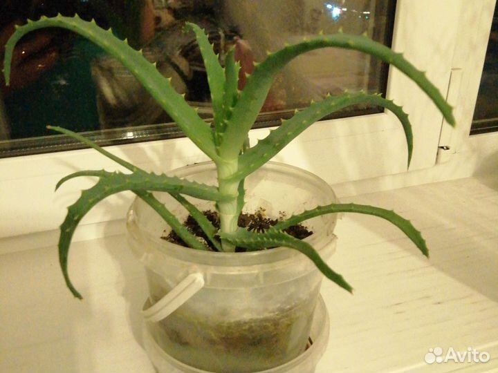 Алое старинный лечебный 2г