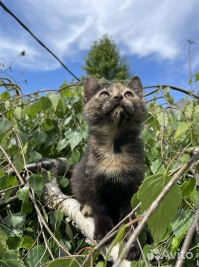 Котятки в добрые руки