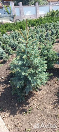 Ель голубая