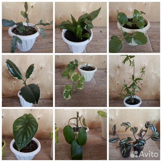 Комнатные цветы