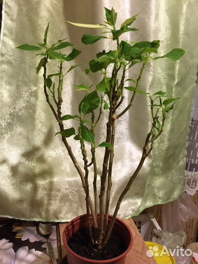 Пуансеттия