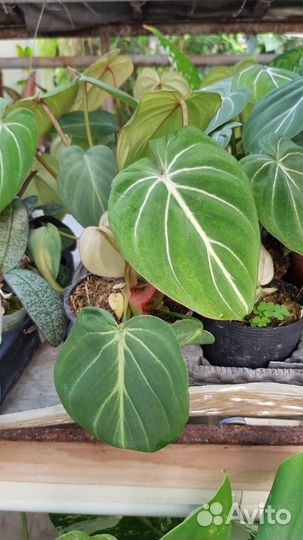 Philodendron gloriosum sib B12 January