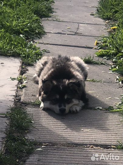 Щенок Метис Хаски и Лайки