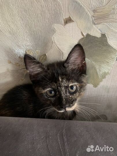 Кошка в дар бесплатно