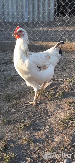 Петухи и куры Юрловские голосистые
