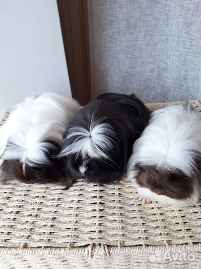 Морские свинки породистые