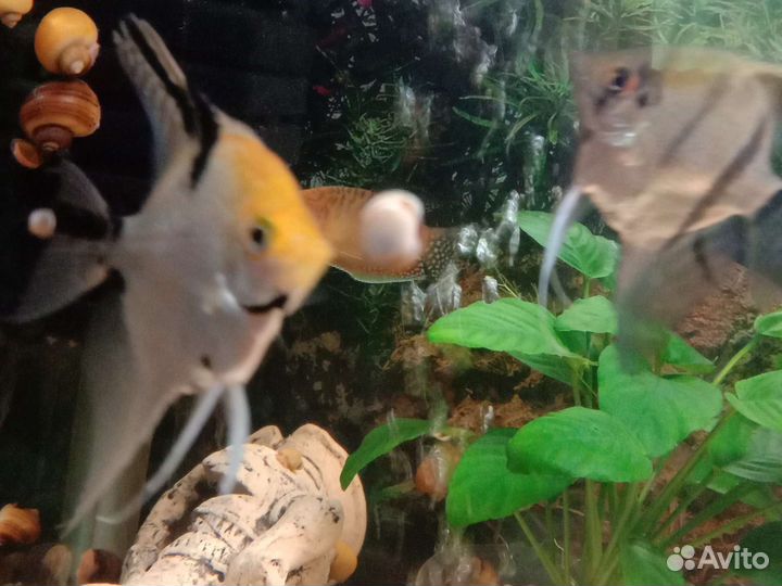 Анциструсы,ампулярии улитки,меченосцы,скалярии