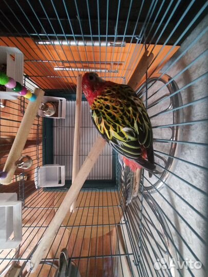 Попугай розелла + клетка