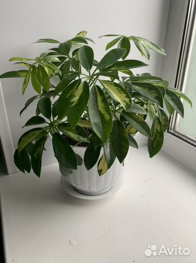 Домашняя оранжерея