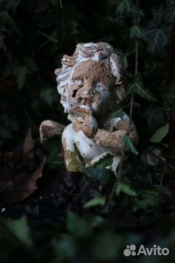 Плющ зимостойкий уличный