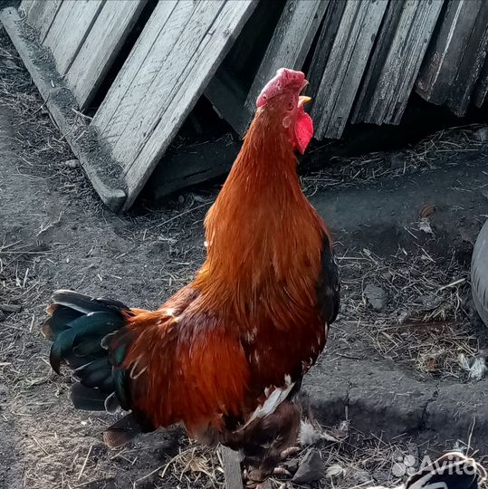 Инкубационное яйцо породистых кур