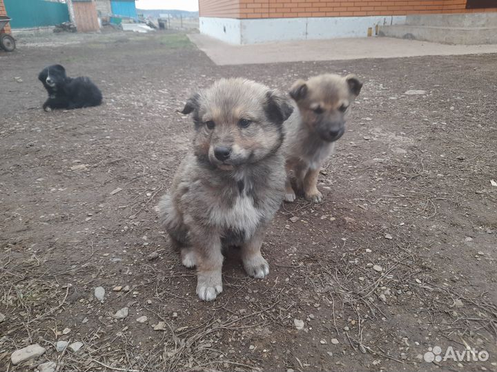 Щенок в добрые руки бесплатно