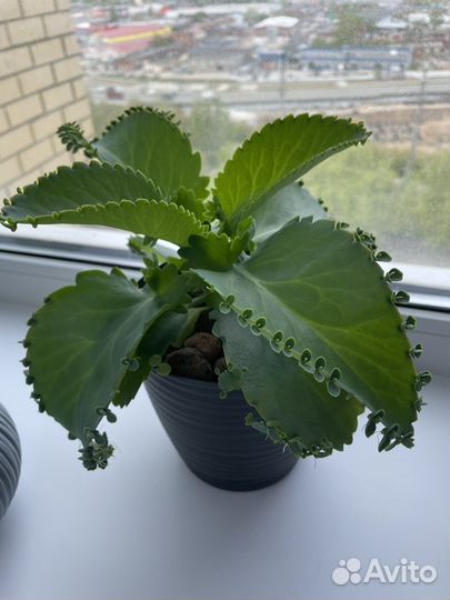 Каланхоэ Дегремога